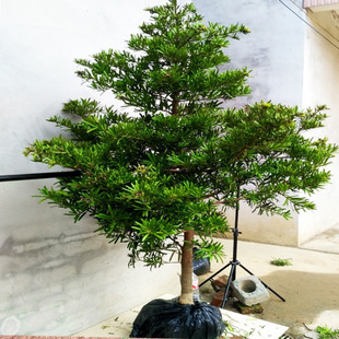 Large Pine Tree, Real Tree, Arborvitae, Pinecone, Rice Leaves, Welcoming Pine, Old Tree Stump, Courtyard Potted Bonsai, Shaped Saplings