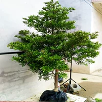 Большая сосна, настоящая сосна, ель, шишка, листья риса, приветственная сосна, старый пень, комнатное растение во дворе, саженец в форме бонсай.