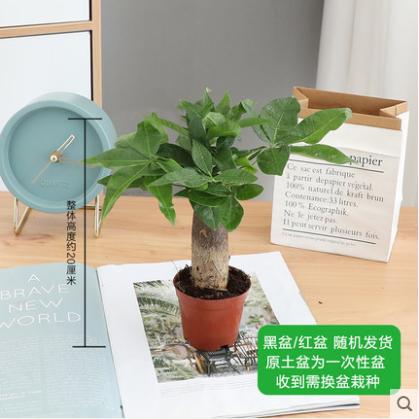 Single stem money tree [original pot and original soil] free fertilizer