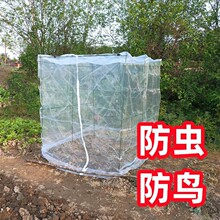 植物菜地网种菜大棚农用型防虫网纱网蚊帐罩防鸟蔬菜防虫网