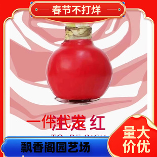 ������@����피t�����ţ�����������ܣ�������ͥԺ�̨�Nֲ