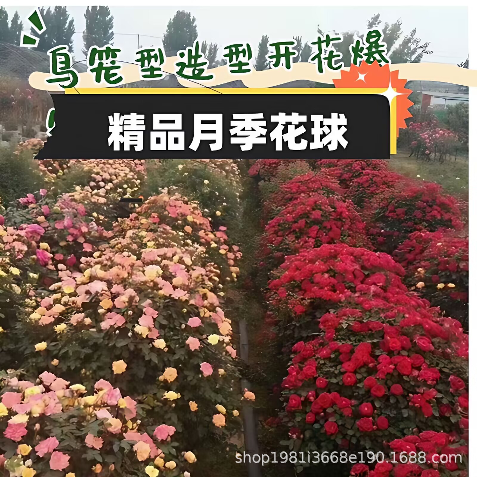 鸟笼阳台精品造型月季球月季花球绿植庭院别墅摆放花卉盆栽球植物