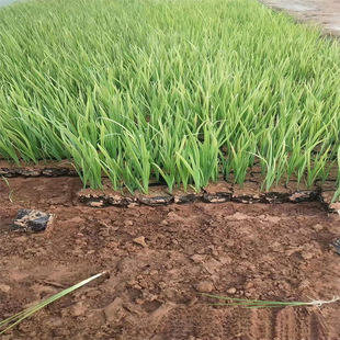 ���ش��������S�����Sβˮ���Sβ�S���Sβɫ�K����