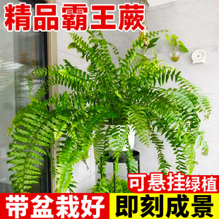 Overlord Fern Hanging Pot Large Fern Boston Fern Potted Living Room Indoor Large Easy-To-Grow Green Plant Ceiling