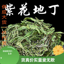 紫花地丁中药材正品犁头草紫草地丁草柴花苦地丁紫地丁草药非野生