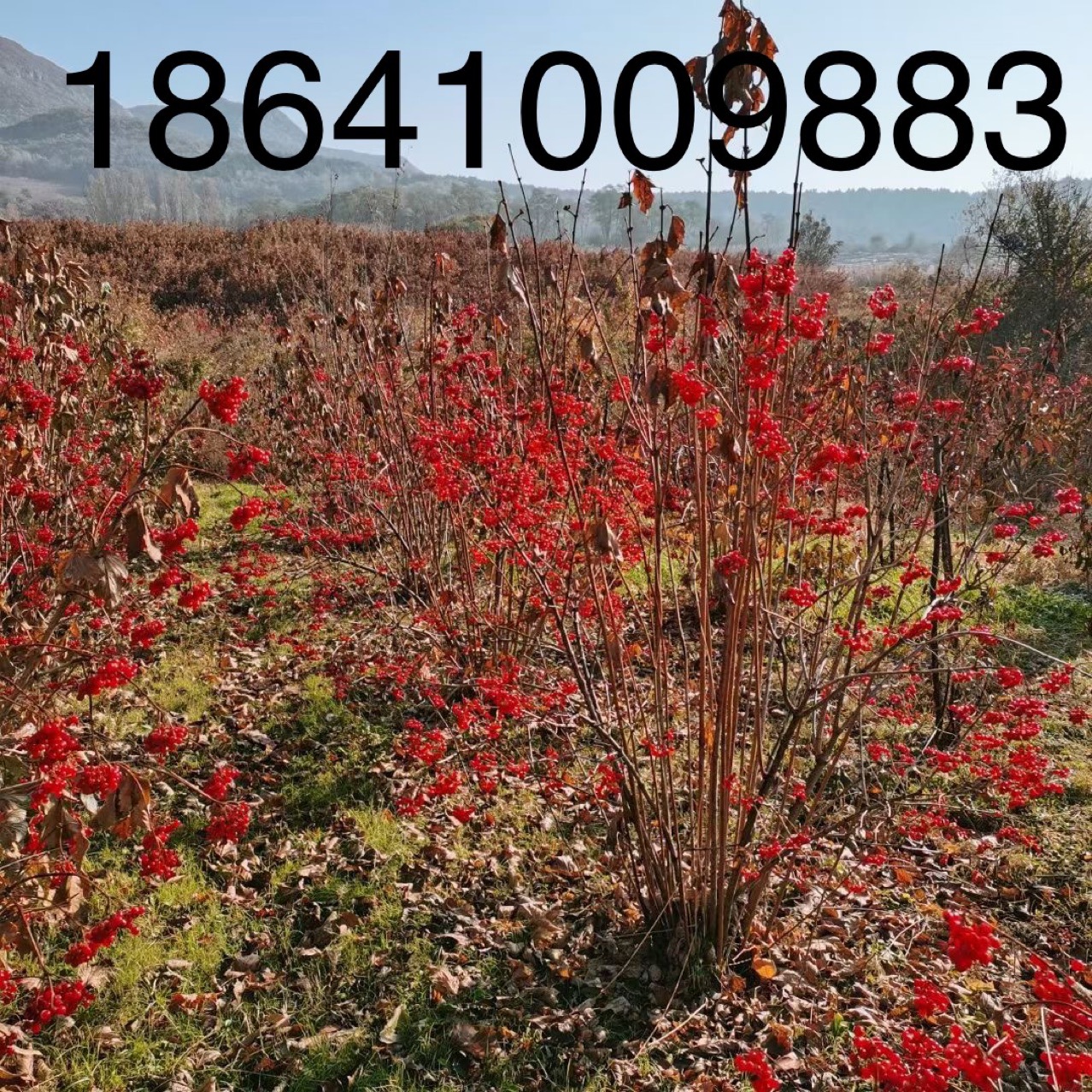 天目琼花鸡树条荚蒾欧洲荚蒾天目琼花树苗规格齐全