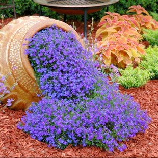 Six Times the Amount of Seeds of the Half-Moon Flower, Blue Four-Season Blooming Seeds for Spring and Autumn Planting, Easy-To-Grow Seeds for Indoor Balcony Potted Plants