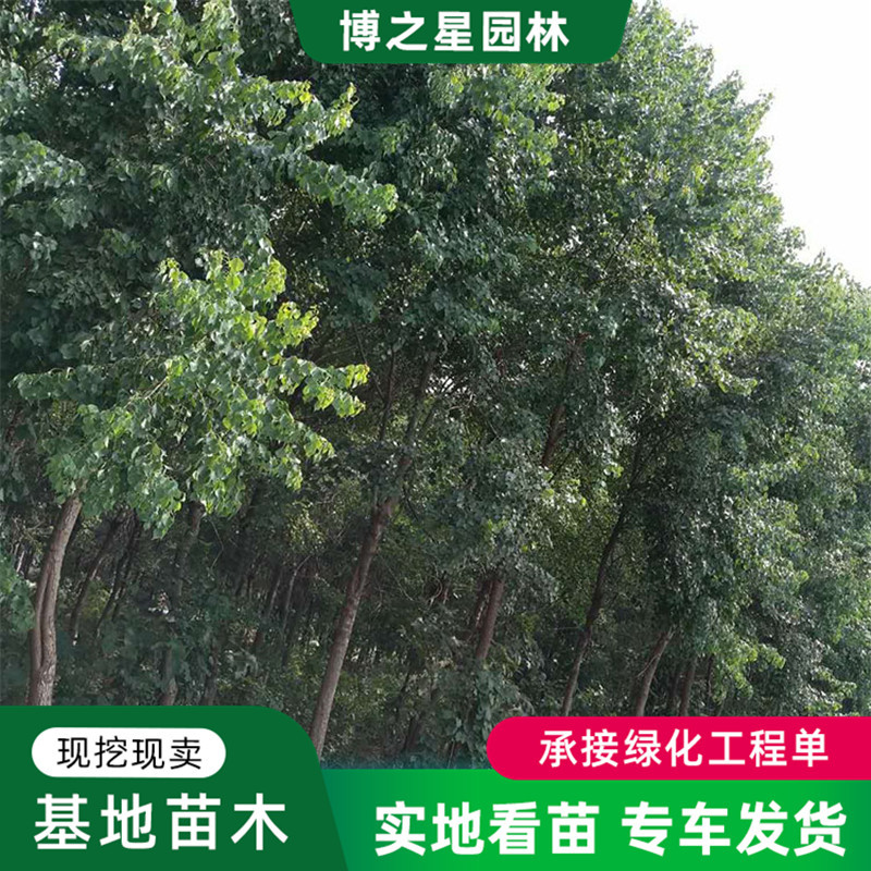 红叶乌桕树苗批发园林观叶植物庭院耐寒工程绿化苗木彩叶乌桕树苗