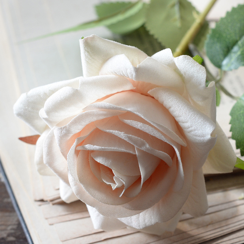 Aisha rose champagne