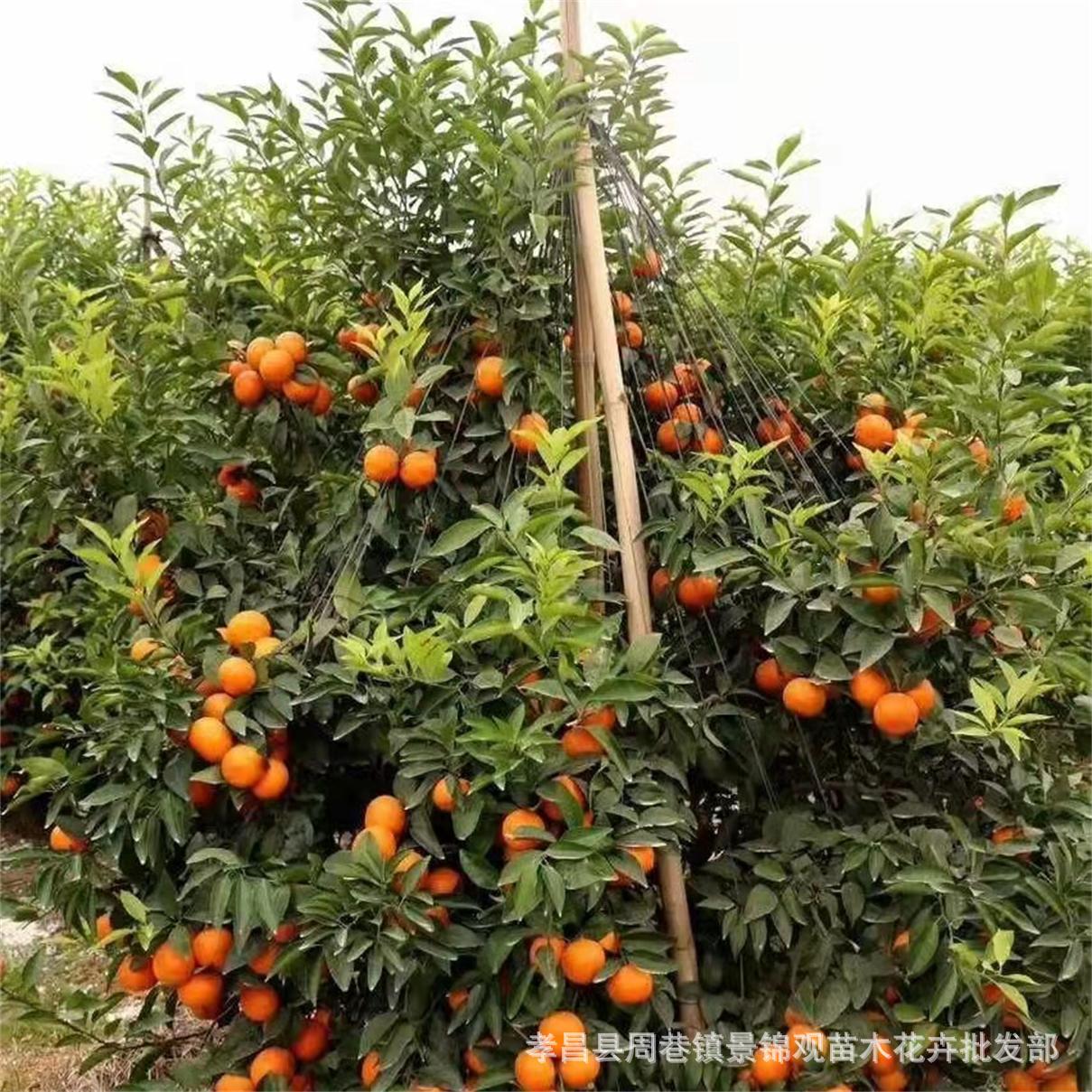 湖北柑桔嫁接苗产地直销优质嫁接柑桔树苗盆栽地栽桔子苗