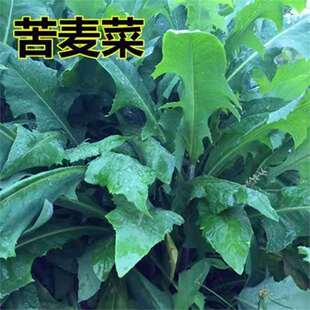 ��ʳ�ÿ��{�˷N�� ���u���� �~�i�u���Z����˿����˿��I�˿��u��