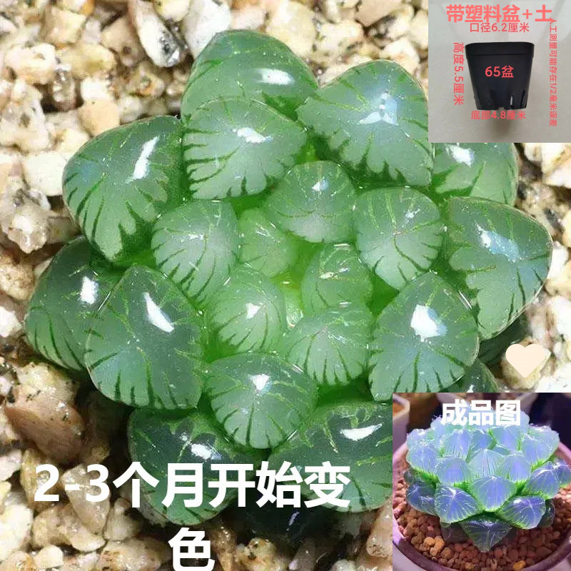 새로운 매장 핫 세일: 사파이어 옥 이슬 4-5cm