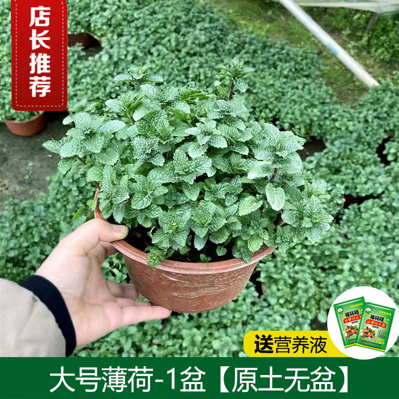 [모기퇴치 식용] 프리미엄 대형 민트냄비 + 비료