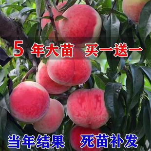 ����ˮ���Ҙ���޽��S�Ҙ��m�䮔��Y���Ϸ������Nֲ�����Ҙ����