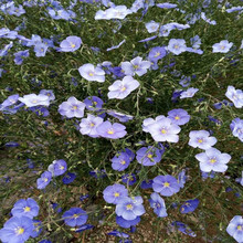 兰花亚麻蓝花亚麻草花种子四季易种阳台庭院多年生花卉盆栽植物