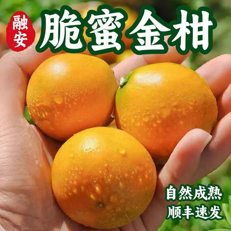 Guangxi Rongan Third-Generation Crispy Honey-Skinned Kumquats, Crisp and Refreshing, Pure Sweetness, No Acidity, Small Sugar Bubbles, Fresh Origin