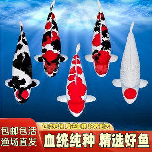 �ձ��M�ڼ��N�����t���\�����~�^�p�~��ˮ�����B�S����ؔ��ˮ�~