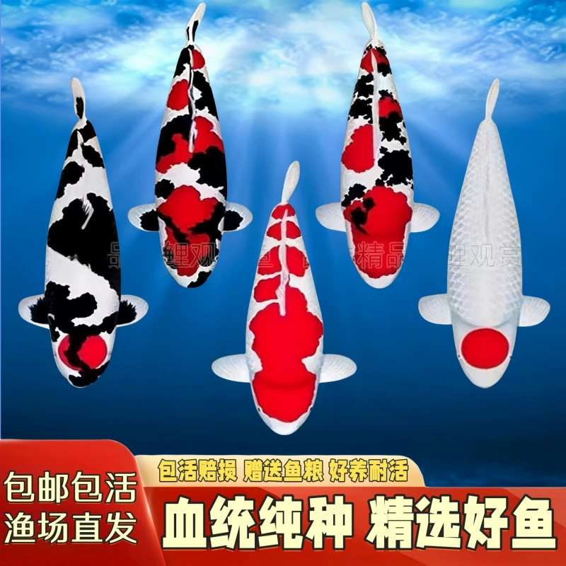 Японский импортный чистый породный Taisho, красно-белый кои, живая рыба, декоративная рыба, пресноводная осенняя зеленая рыба, легкая в обслуживании, золотая удача, рыба холодной воды