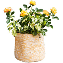 ˮ�໨���b��軨Ͳ��ƿ���@���Ԕ[��ˇ�g����e��ͥԺ