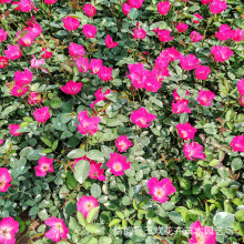 丰花月季盆栽苗木工程苗室内四季开花丰花月季观赏工程月季花植物