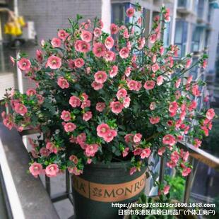 Сľ�Ȼ����ԃ���Ůʿ��������ļ�������B�_������ͥԺľ��