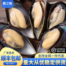 鲜活特大青口贝批发餐饮专供新鲜捕捞翡翠贻贝新鲜海虹整箱批发