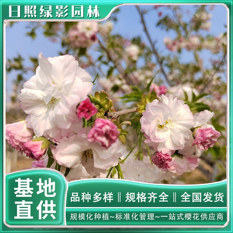 Сколько стоит Цветущая сакура 12 см? Сколько стоит цветущая вишня? Где я могу продать Сакуру?