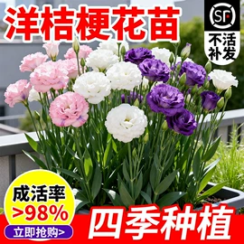 盆栽;乔木;园林果树