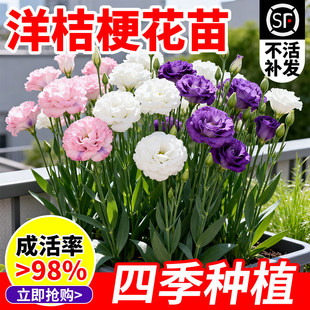 ��۹������ذ���̨ͥԺ�͟Ứ�@ֲ���ϱ����ļ����B�׻��