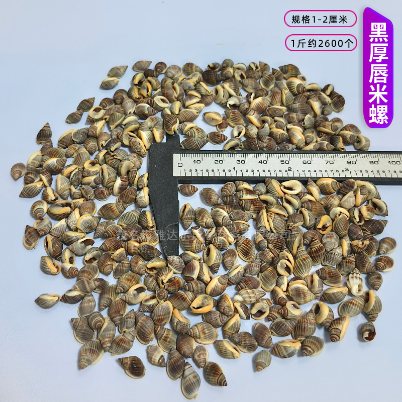 貝殻と法螺貝 1～2cmをポンド単位で販売、貝殻と砂を混ぜて手作りのDIYテーブルを製作、ドリフトボトルを製作|undefined