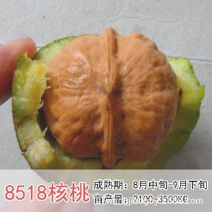 ɽ���ҹ�������ұ�Ƥ���Ҙ���8518��Ƥ��������Ժ����箔��Y��