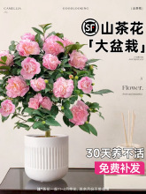 茶花盆栽香妃山茶花树苗四季开花卉带花苞五色赤丹室内阳台绿植物