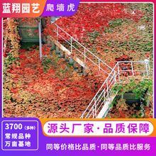 厂家直销爬山虎种子五叶地锦花卉种子耐寒易种供应护坡绿化种子