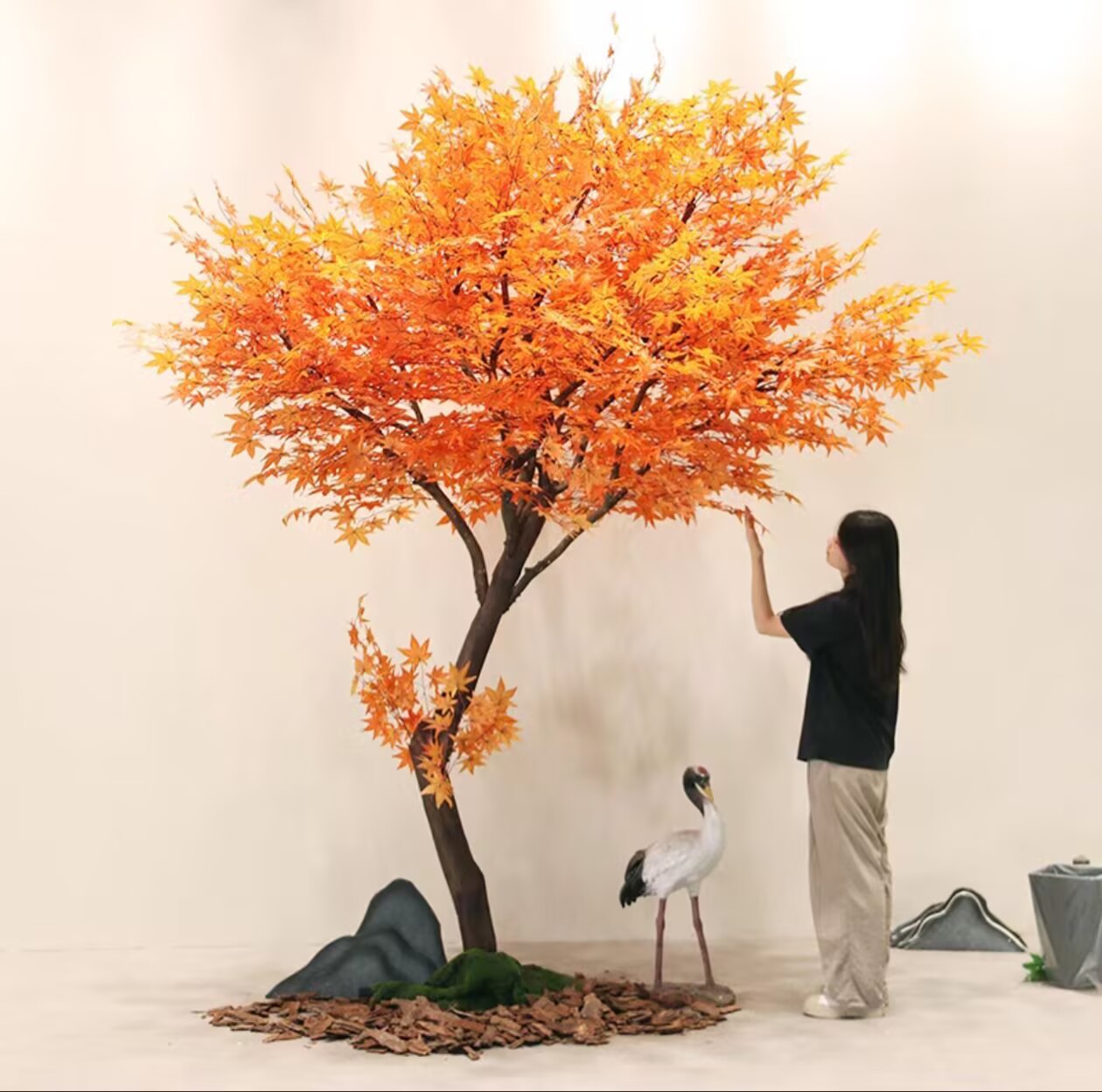 0.8m high red maple tree