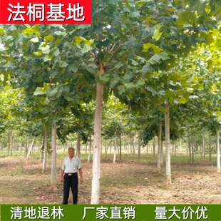 ��ͩ���� ������� �S��ֱ�N ��ͩ�� ������ͩ���ľԭ���ؗU��ñ