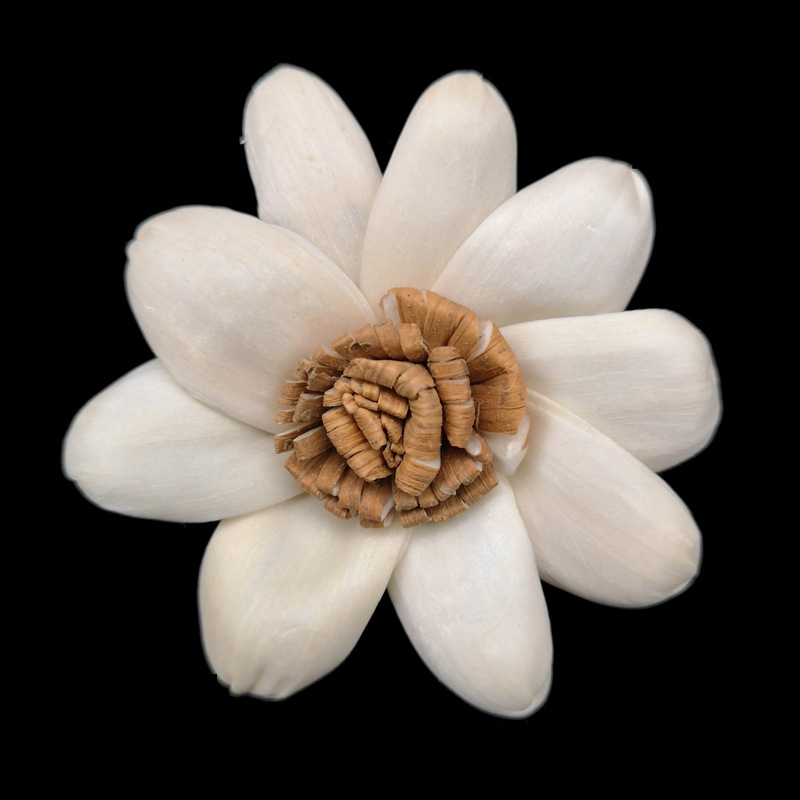 6cm太阳菊