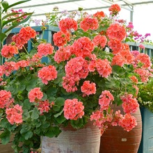 ��Ş�����ÿ������������̨ͥԺ�༾�_�����ֲ�ﺬ��