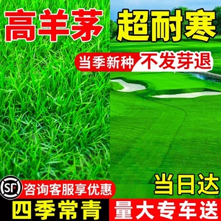高羊茅耐寒耐旱耐践踏草坪草籽四季常青种子绿化护坡固土草种子孑