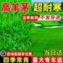 固土护坡绿化耐寒草种子