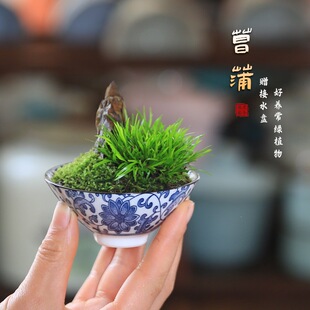 �S��O������΢���辰�U����ʽ�����k�����Gֲ���Ѳ��ļ���������