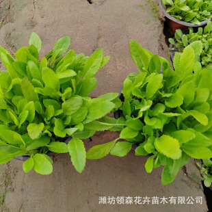 Ground Cover Sage Shandong Grass Flower Base Plant Sage Outdoor Courtyard Flower Blue Flower Sage Ground Cover