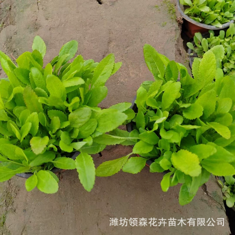 Залегающий кустарник шалфей Шаньдун, цветочная основа, растение шалфей для улицы, двор, синий цветок шалфея, залегающий кустарник