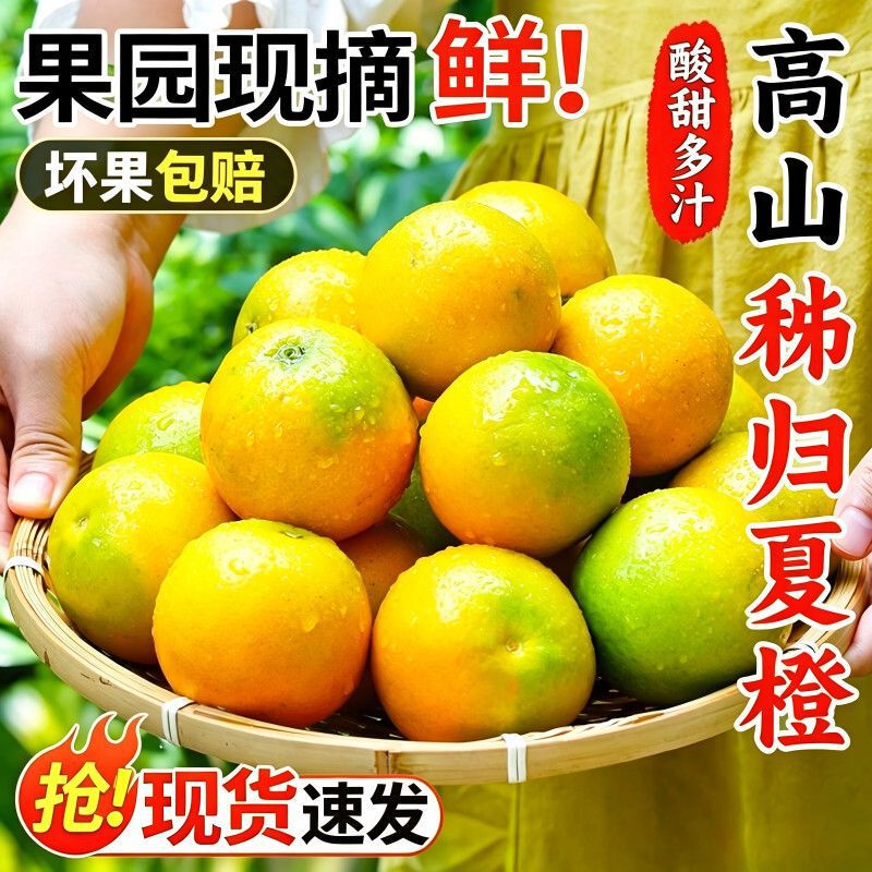 Zigui Summer Oranges, Fresh Seasonal Fruits, Hand-Peeled Sweet Oranges, Freshly Picked Fruits, Juice, Drinks, Milk Tea Shop Wholesale Zigui Summer Oranges, Fresh Seasonal Fruits, Hand-Peeled Sweet Oranges, Freshly Picked Fruits, Juice, Drinks, Milk Tea Shop Wholesale