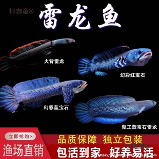 �w�~������{��ʯ�����~�����ò������^�p�~���{�ßᎧ�t�t��̫��