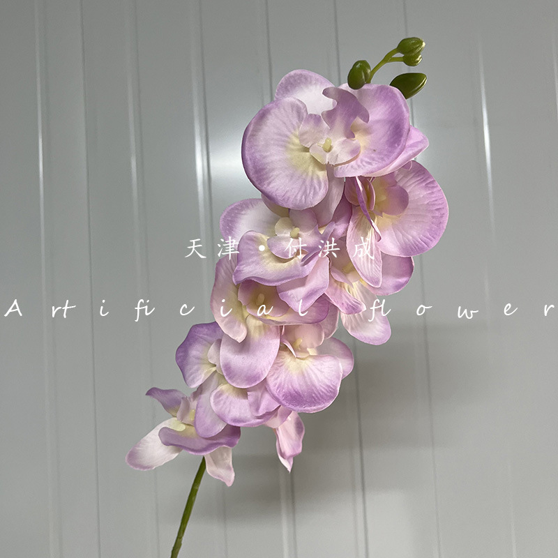 호접란 - 보라색