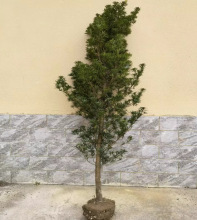 һl_hɴȸ辰ͥԺGֲ໨ʹ