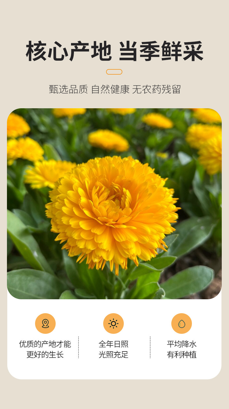 Dried Calendula Flowers Jin Zhan Ju 500g Bulk Loose Petals for Herbal Tea and Infusions quality and texture