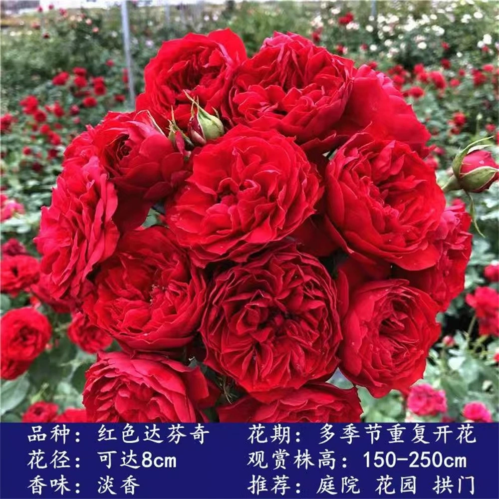 Меняющий цвет Лонгтенг Радужный цветок розы Рассада вьющееся растение Цветок для вьющихся роз Четыре сезона Цветущие горшечные растения Легко вырастить и жить