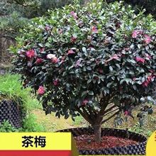 ��÷�����÷��軨�����辰����÷�ļ��_��ͥԺ���ڲ�÷��÷����