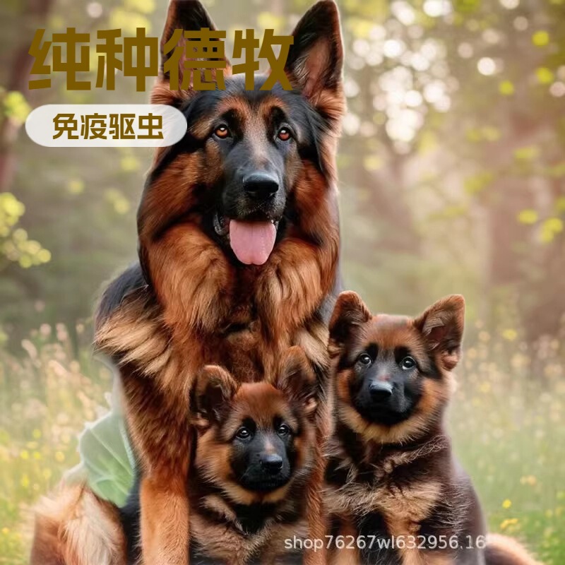 German Shepherd Puppy Live Dog Purebred German Black Back Dog Large Wolf Dog Wolf Dog German Shepherd Guard Dog